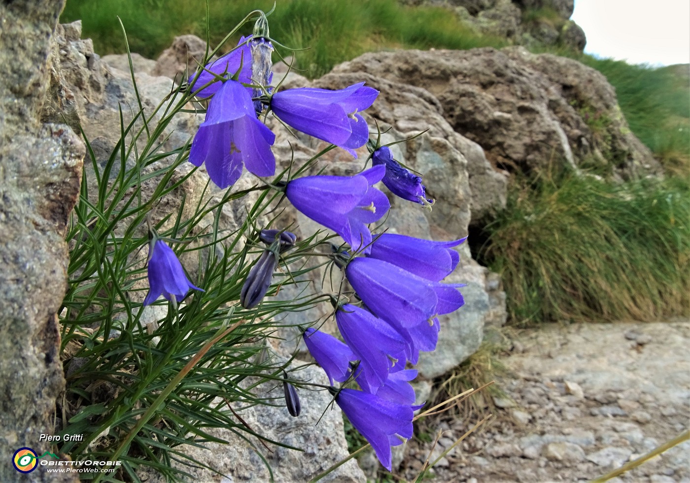 78 Bouquet di Campanula di Scheuchzer (Campanula scheuchzeri).JPG